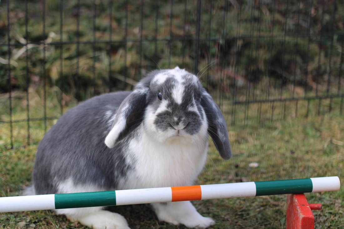 Králík – fotka 1